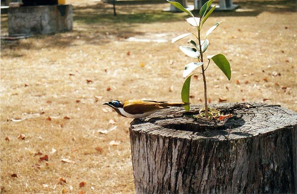 Honey Eater